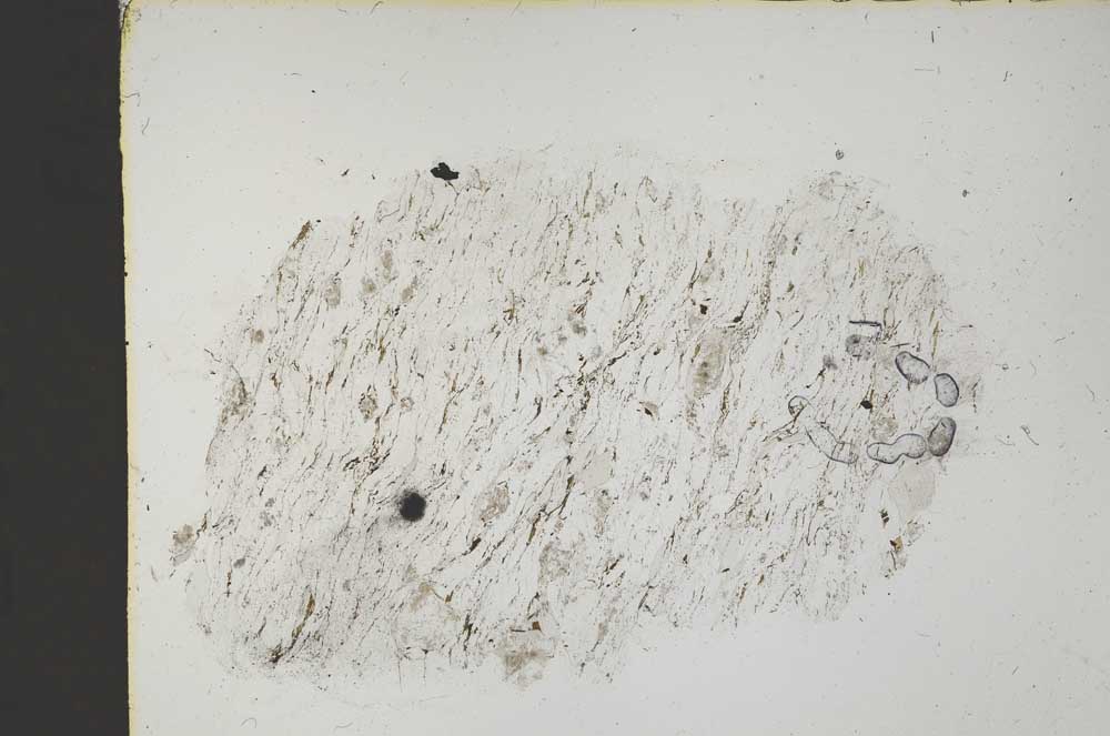 Plane Polarized, S41676