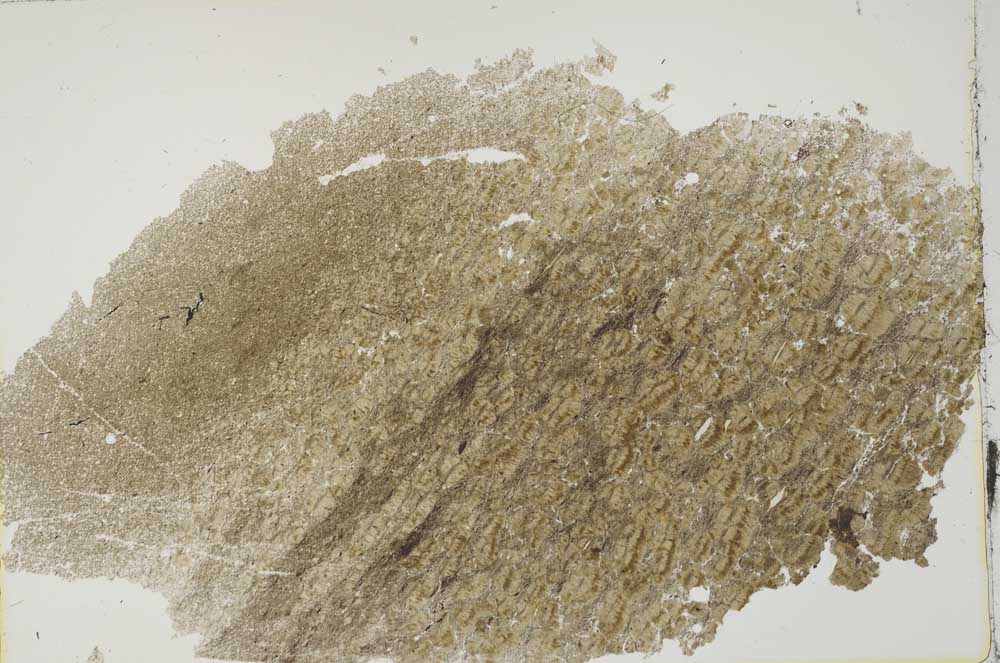 Plane Polarized, S42080