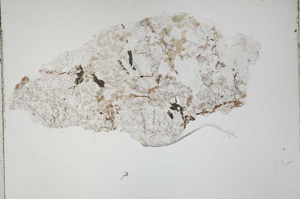 Plane Polarized, S42157