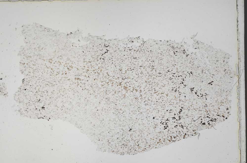 Plane Polarized, S42269