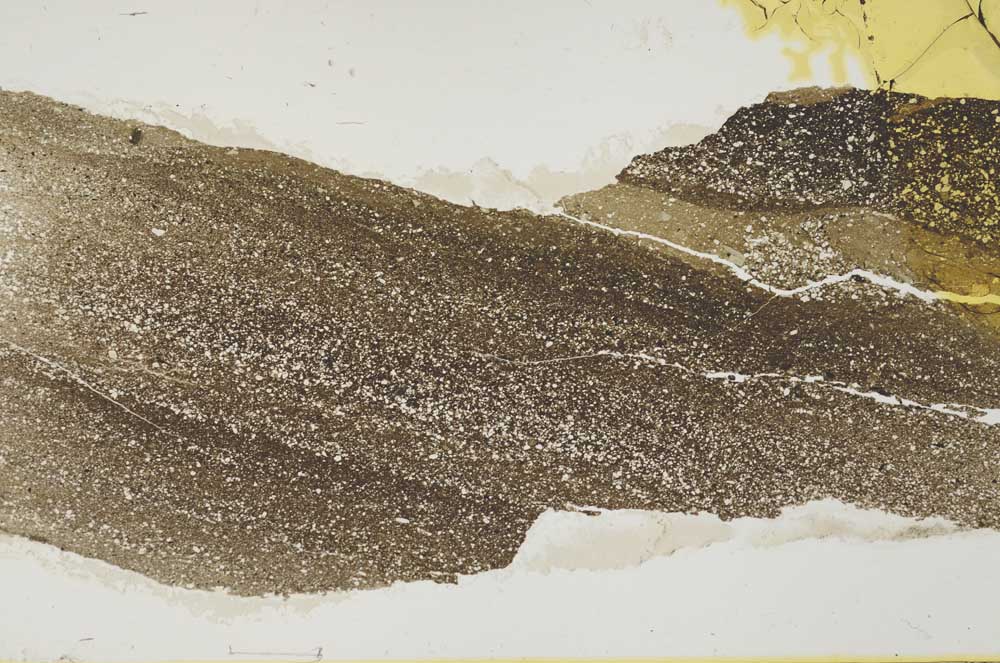 Plane Polarized, S42426