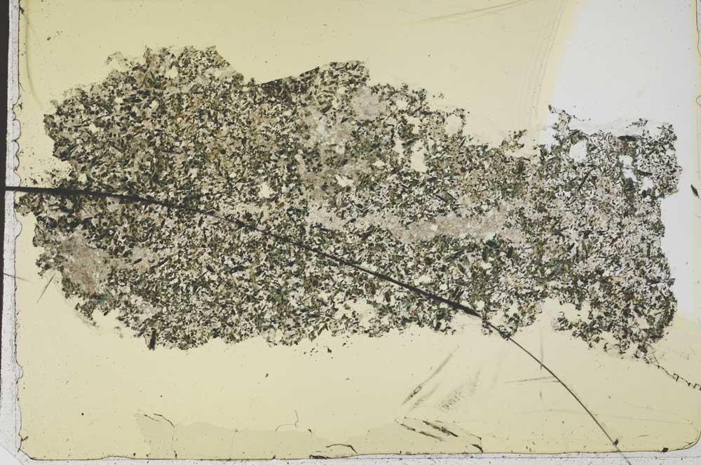 Plane Polarized, S42769