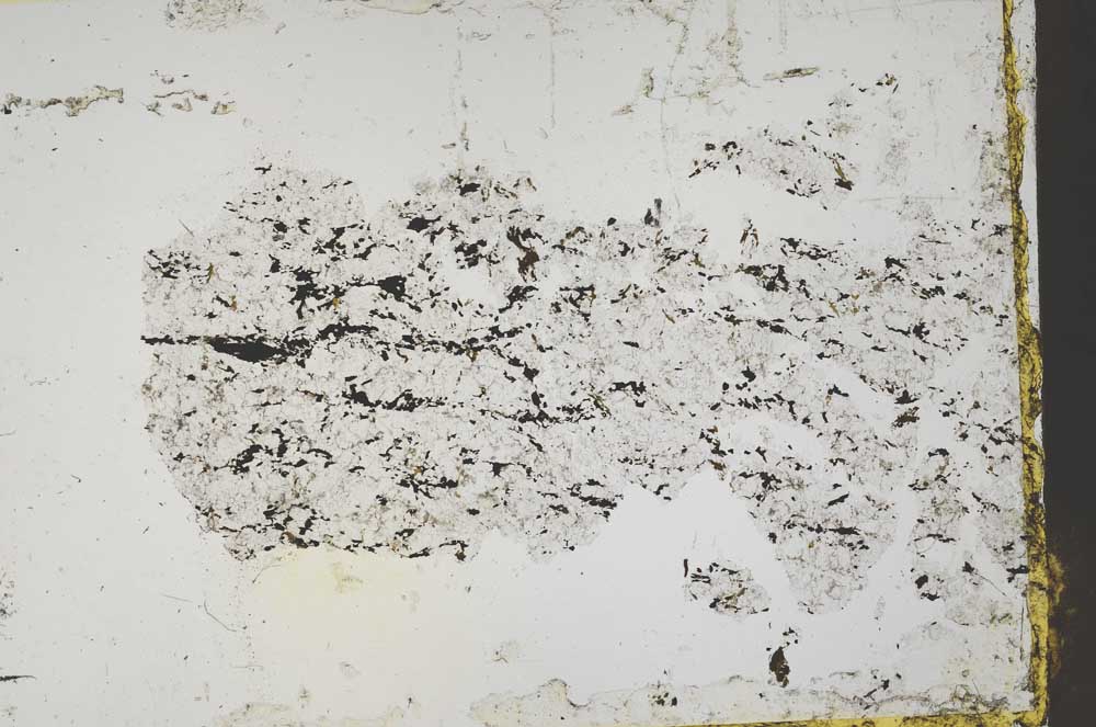 Plane Polarized, S43586