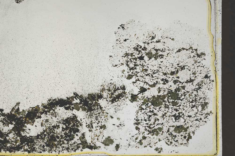 Plane Polarized, S44018