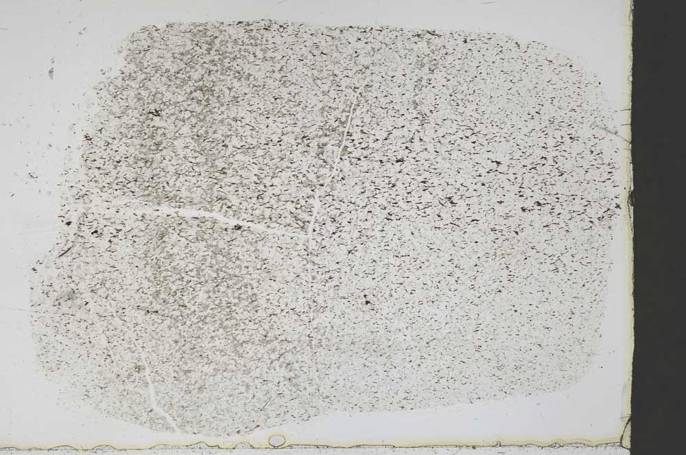 Plane Polarized, S45056