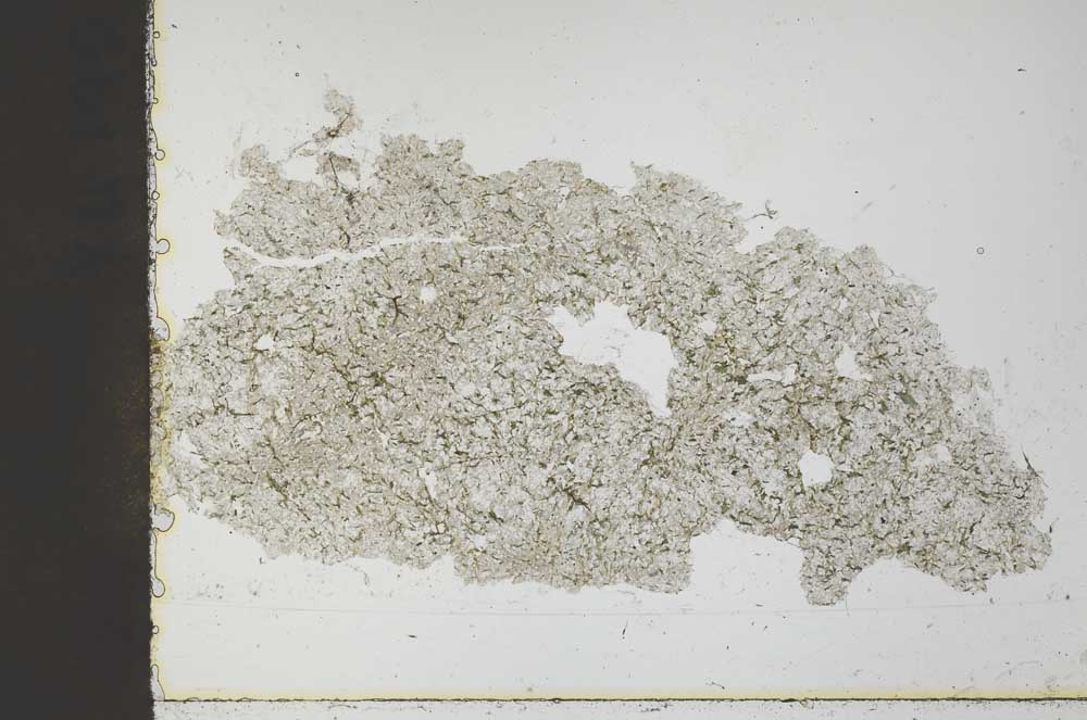 Plane Polarized, S45948