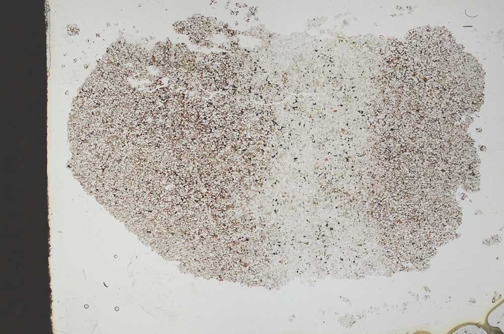 Plane Polarized, S45985