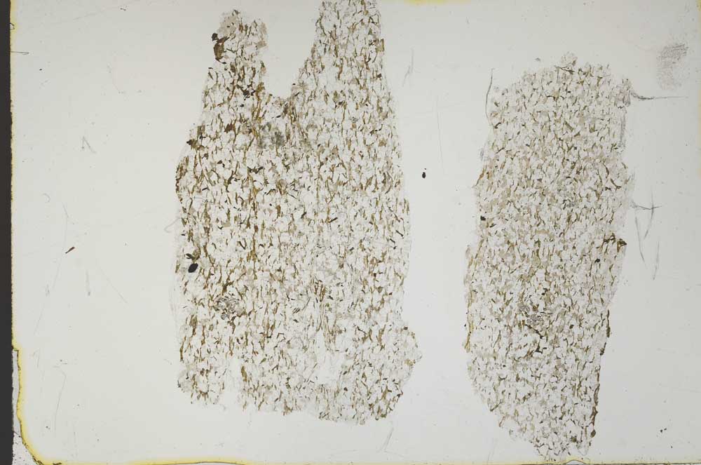Plane Polarized, S46942