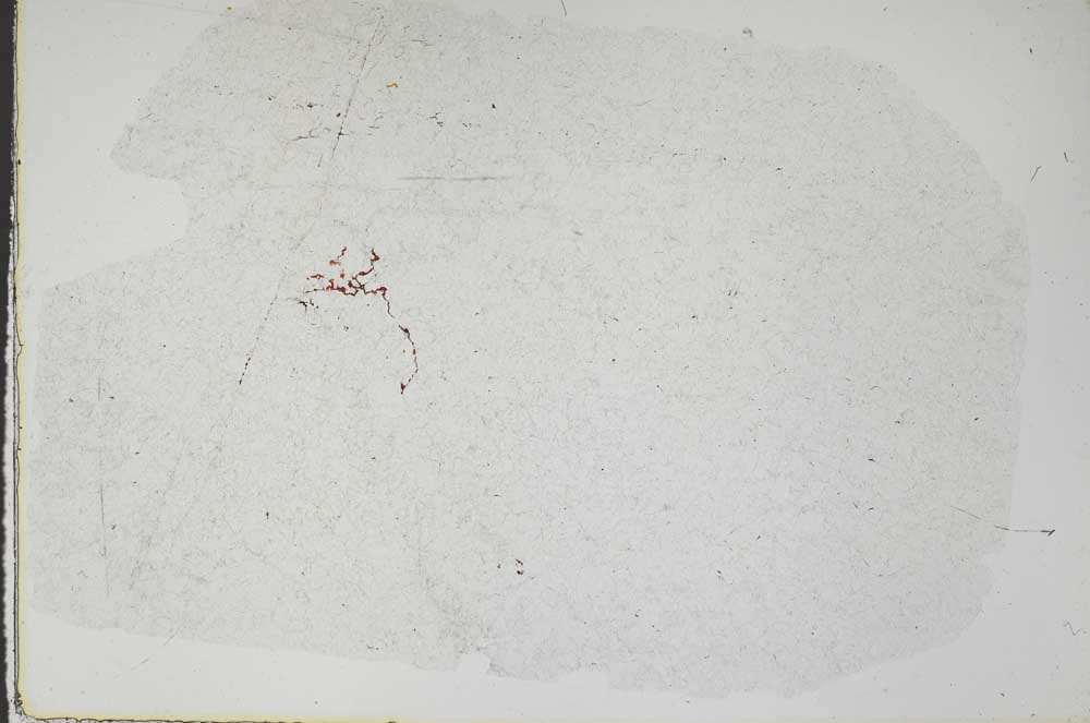 Plane Polarized, S47066