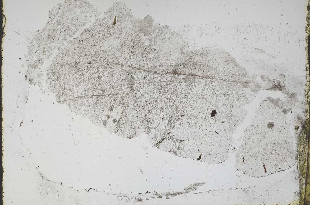 Plane Polarized, S47359/A