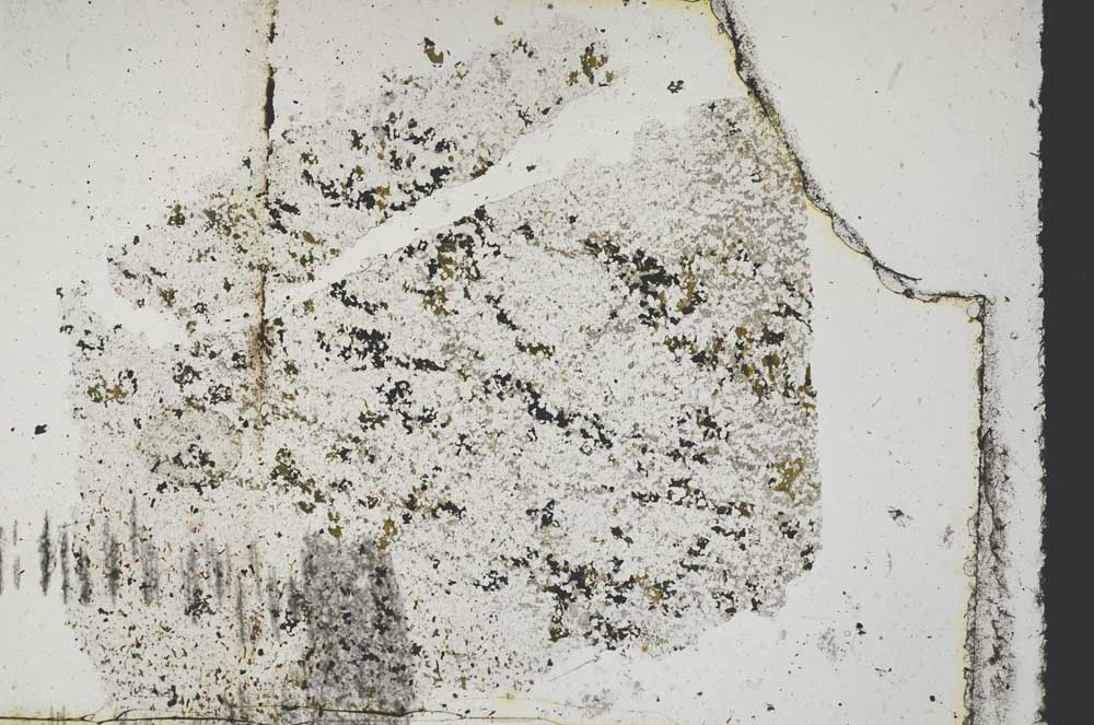 Plane Polarized, S47838