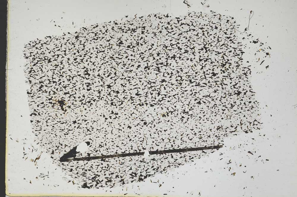Plane Polarized, S47851