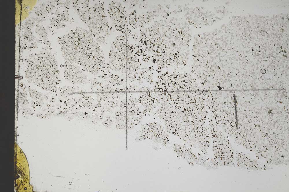 Plane Polarized, S48081