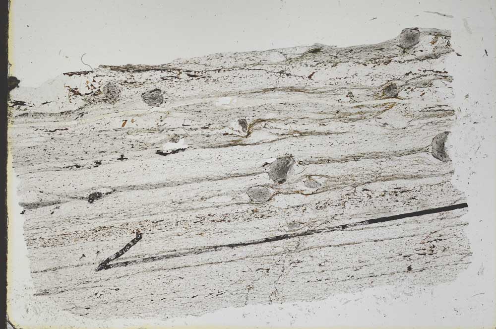 Plane Polarized, S48125