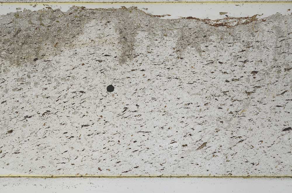 Plane Polarized, S48454