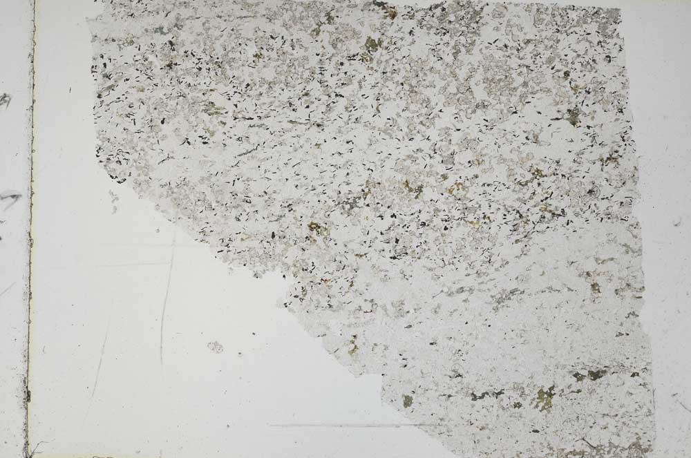 Plane Polarized, S49160