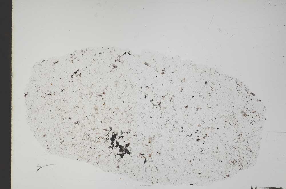 Plane Polarized, S49624