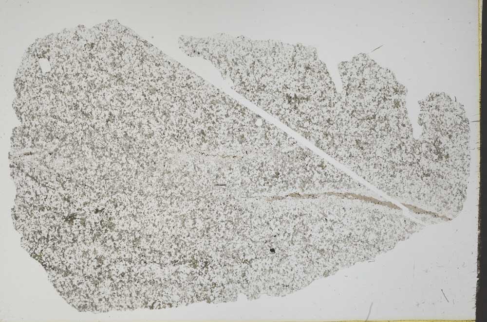 Plane Polarized, S49742