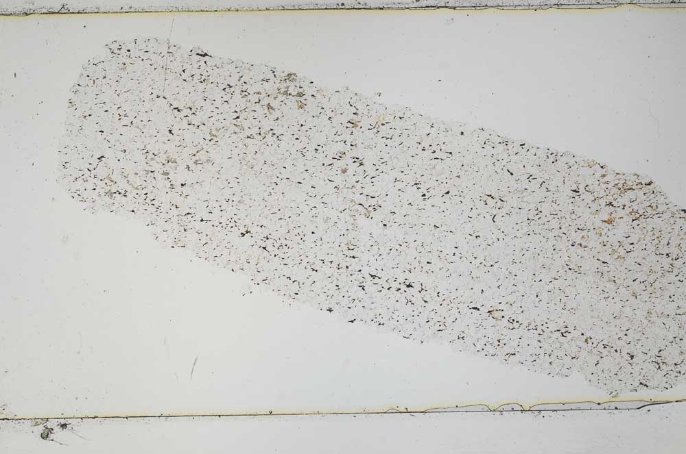 Plane Polarized, S49862