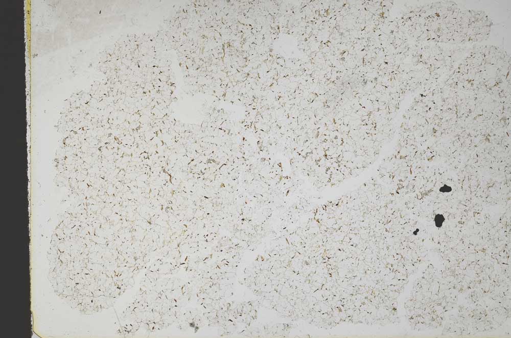 Plane Polarized, S49873