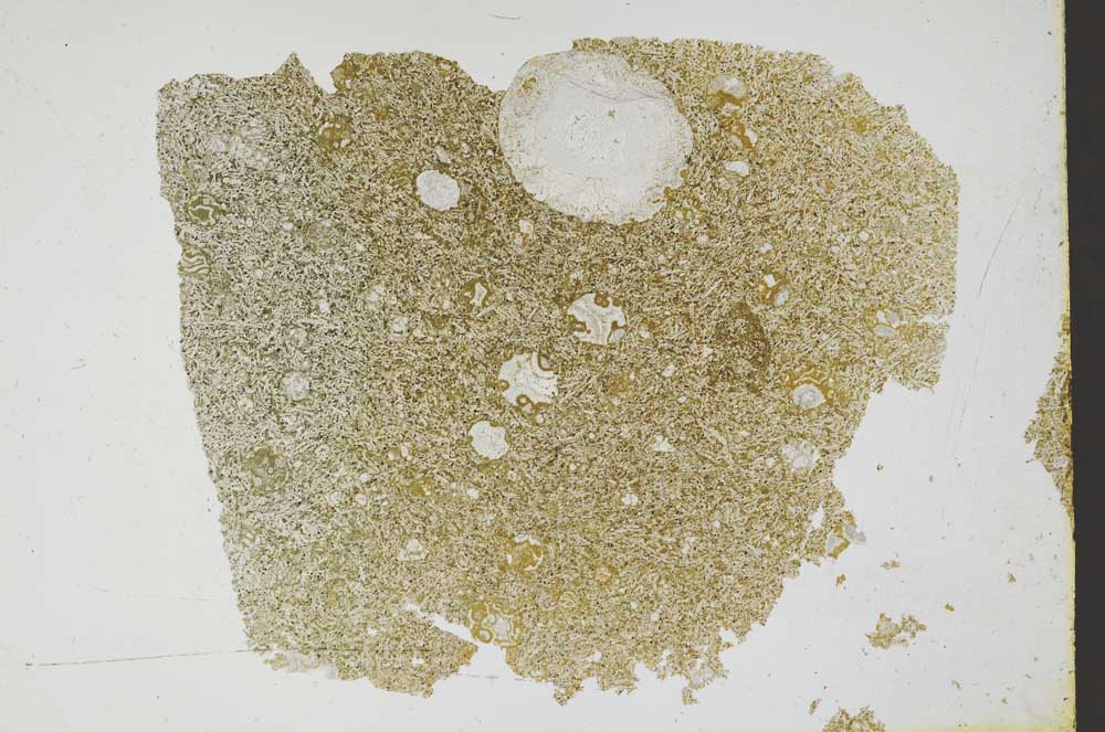 Plane Polarized, S49880