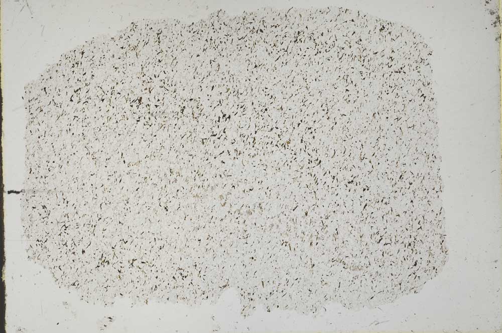 Plane Polarized, S49989
