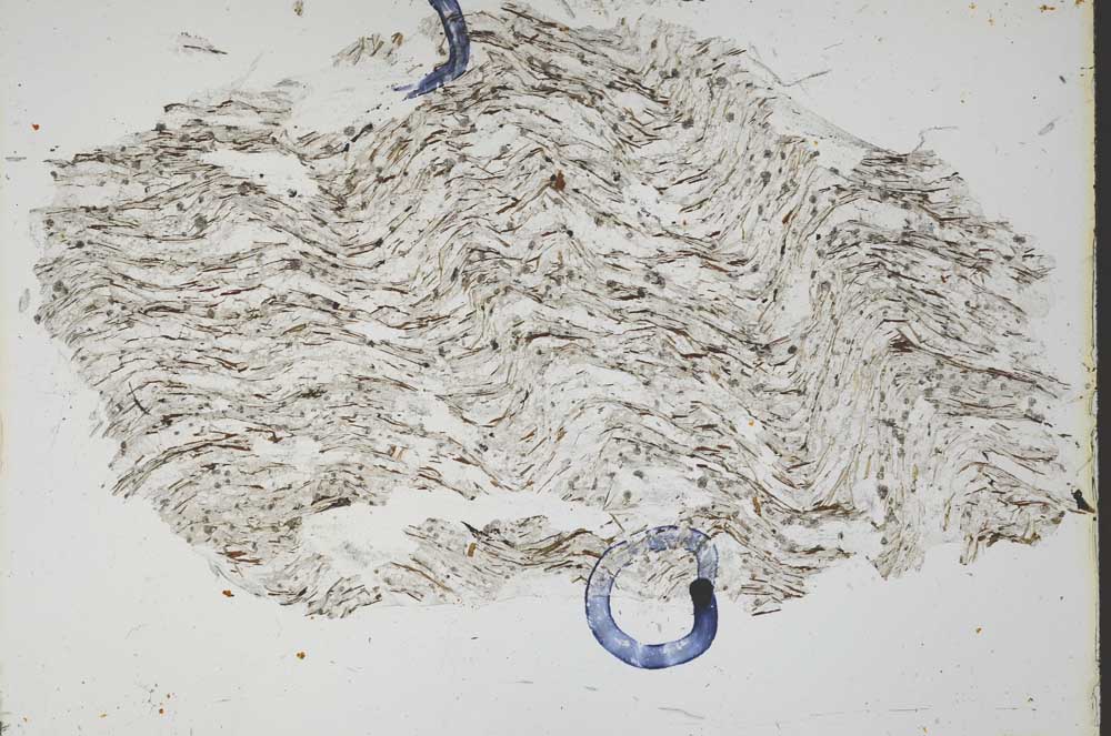 Plane Polarized, S50125/A