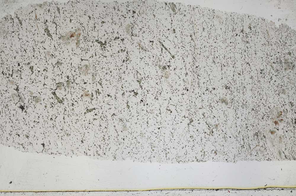 Plane Polarized, S50239