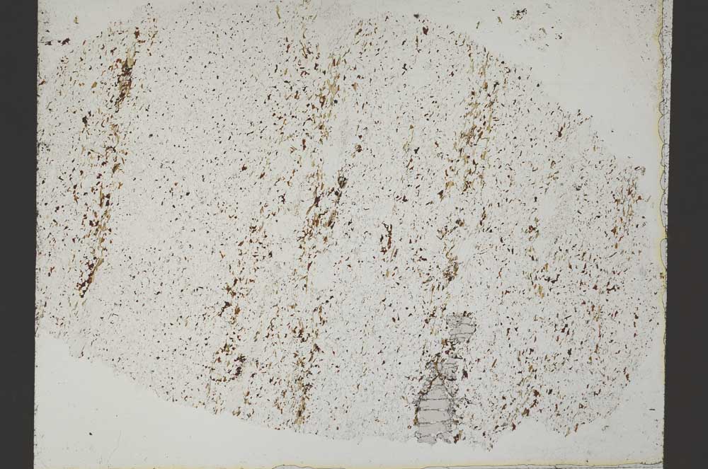 Plane Polarized, S50593