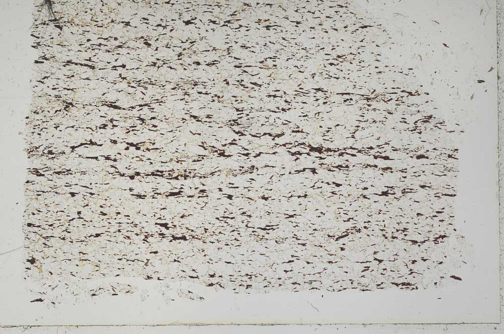 Plane Polarized, S50624