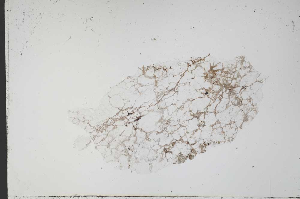 Plane Polarized, S50771/A