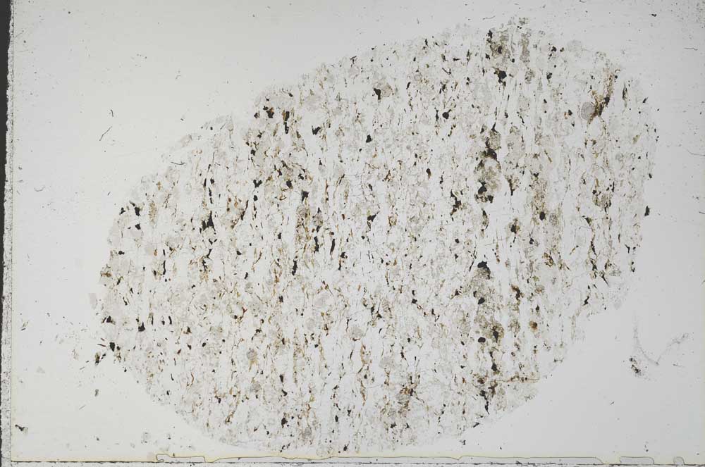 Plane Polarized, S50837