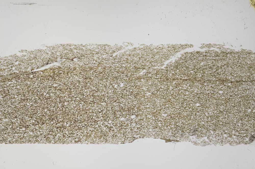 Plane Polarized, S51271