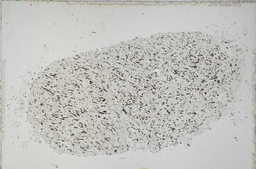 Plane Polarized, S51411