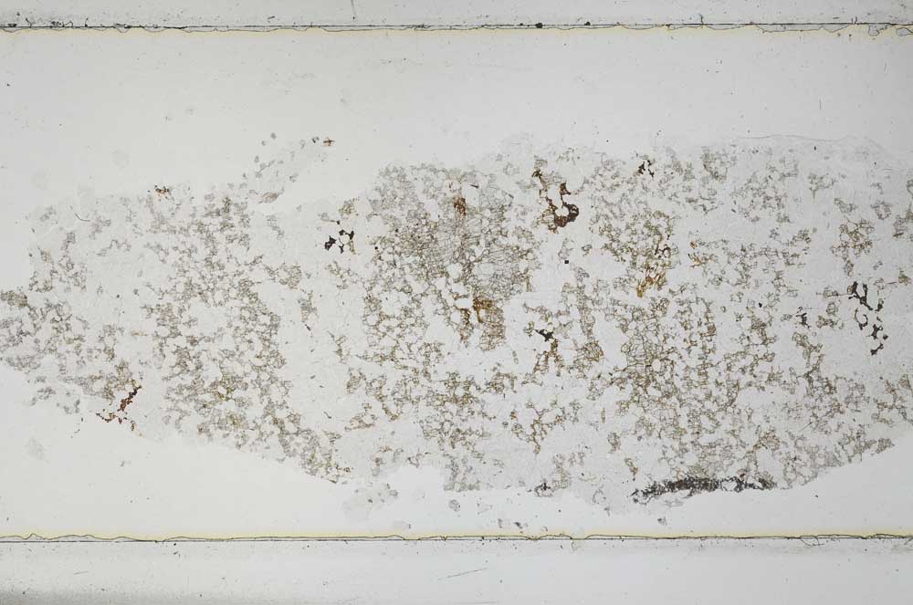 Plane Polarized, S51421