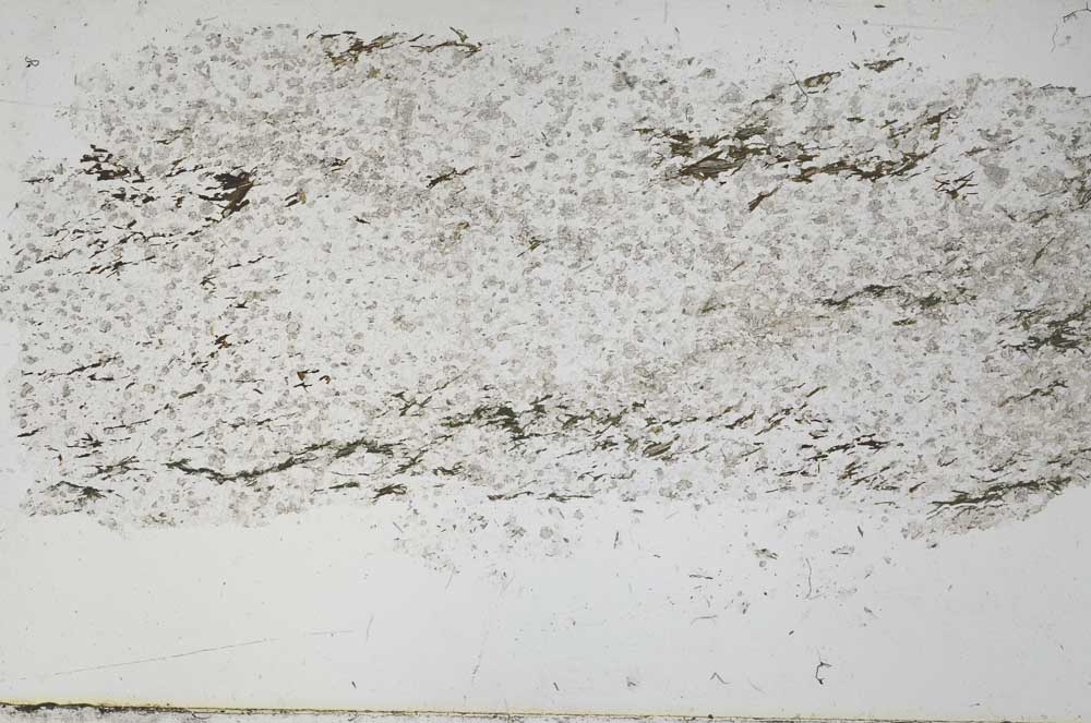 Plane Polarized, S51478