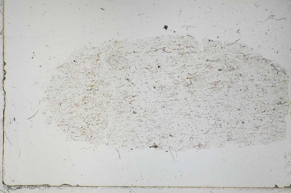 Plane Polarized, S52259