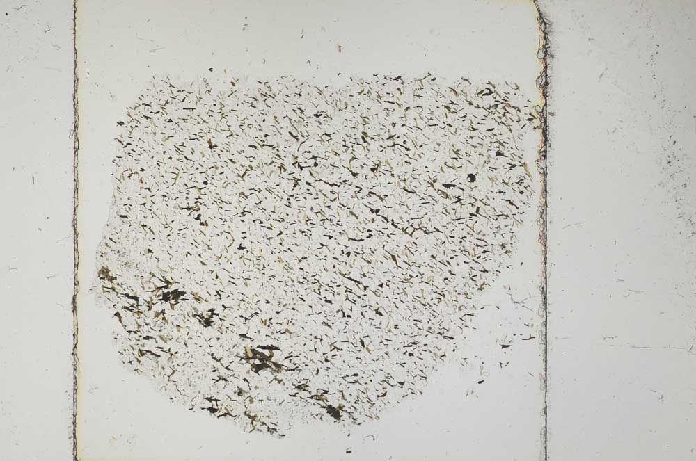 Plane Polarized, S52422