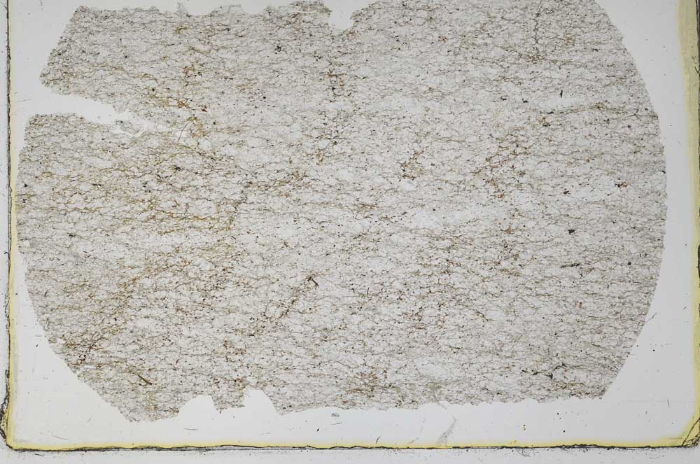 Plane Polarized, S52455