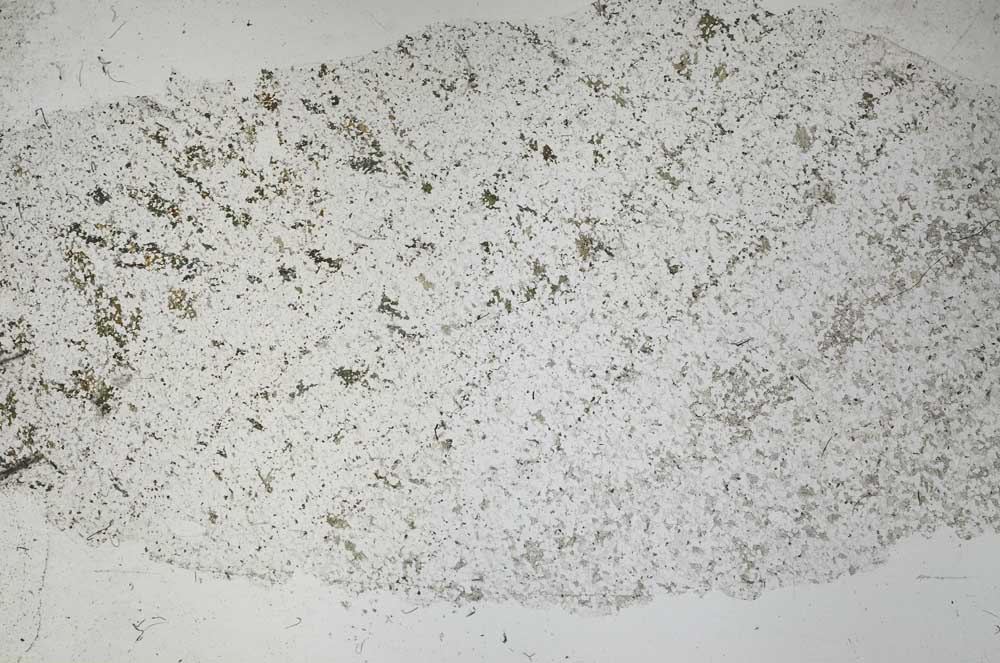Plane Polarized, S53162