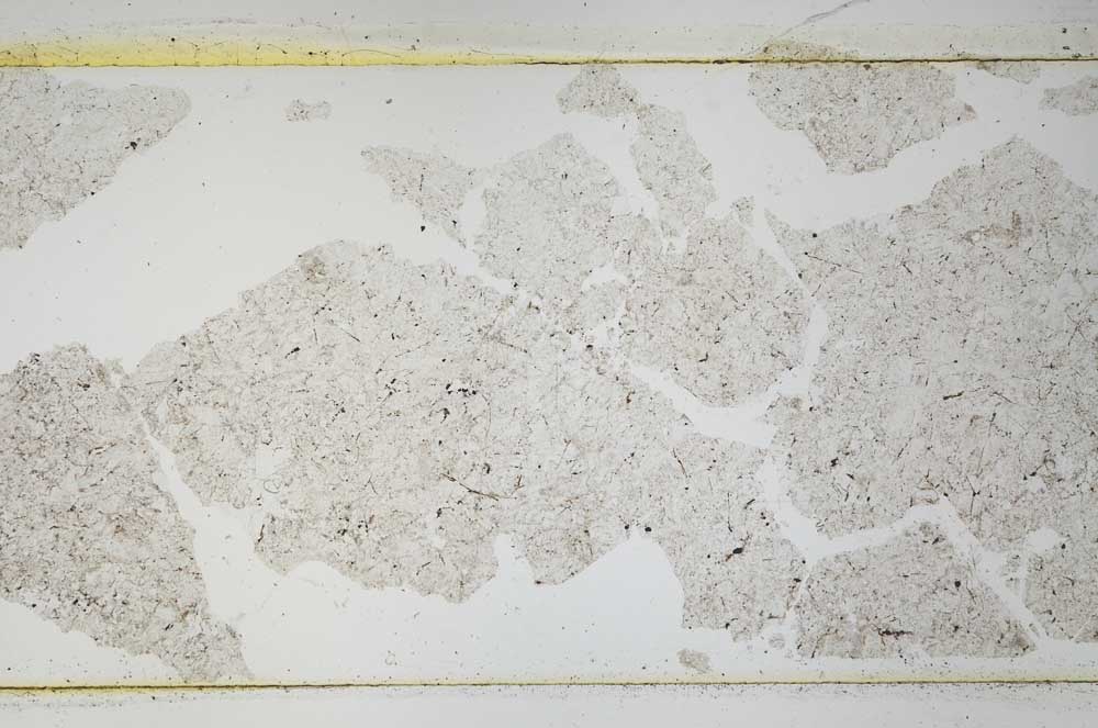 Plane Polarized, S53629