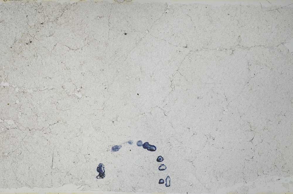 Plane Polarized, S53680