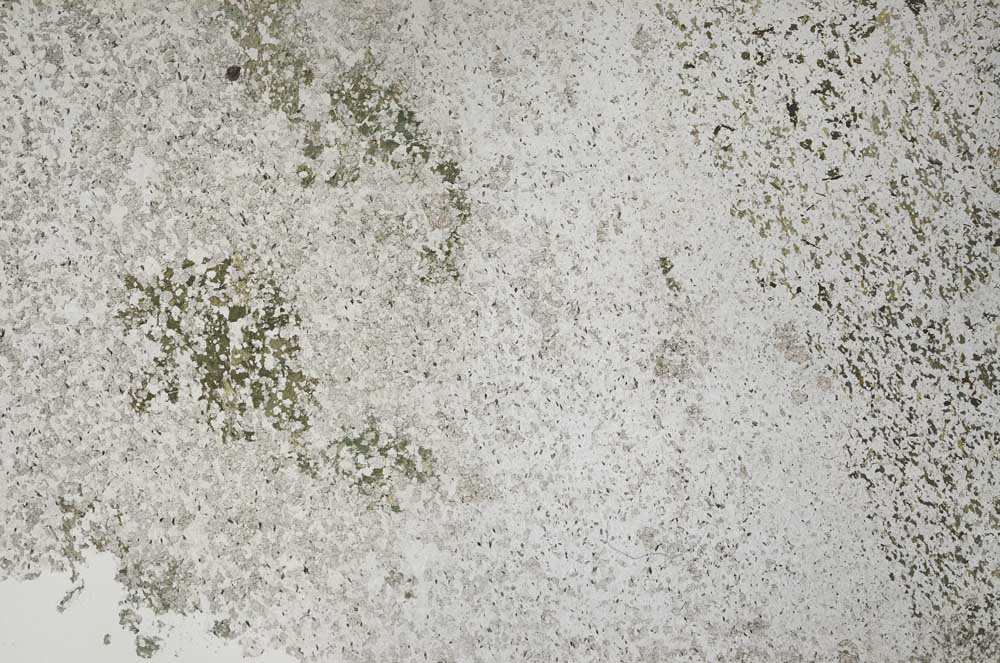 Plane Polarized, S53927