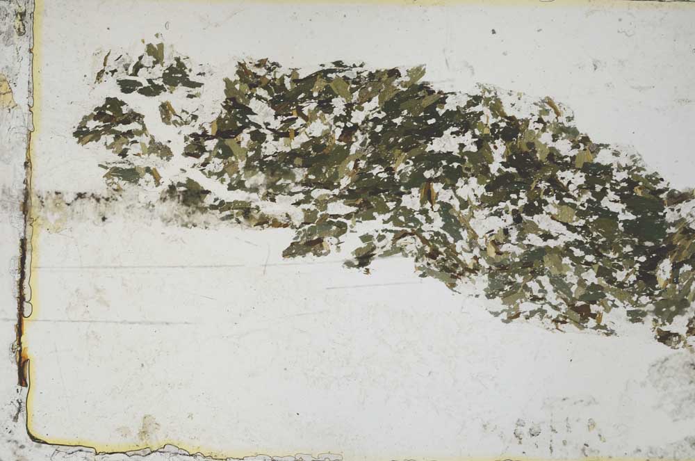 Plane Polarized, S53972