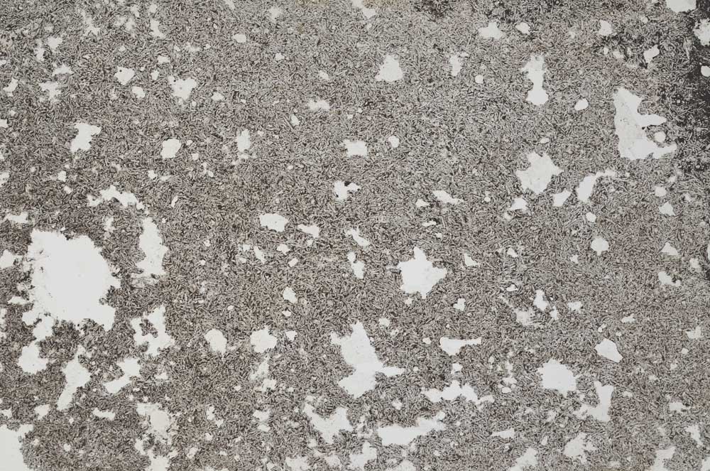 Plane Polarized, S54049