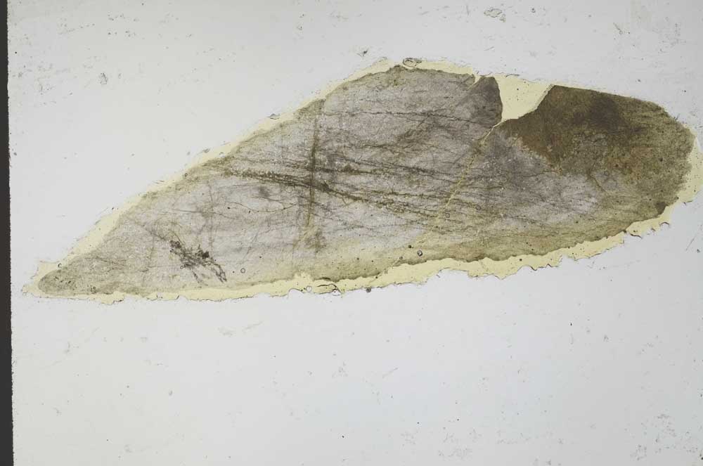 Plane Polarized, S54075/A