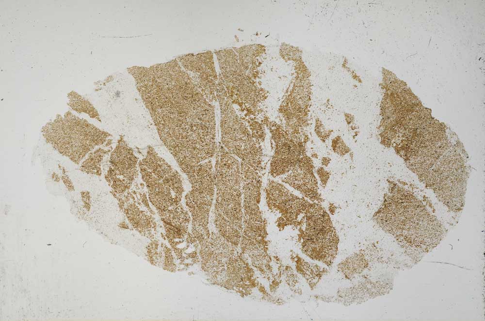 Plane Polarized, S54195