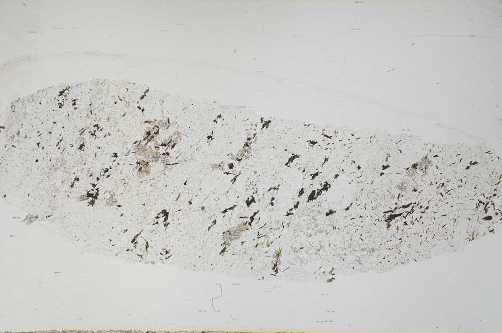 Plane Polarized, S54704