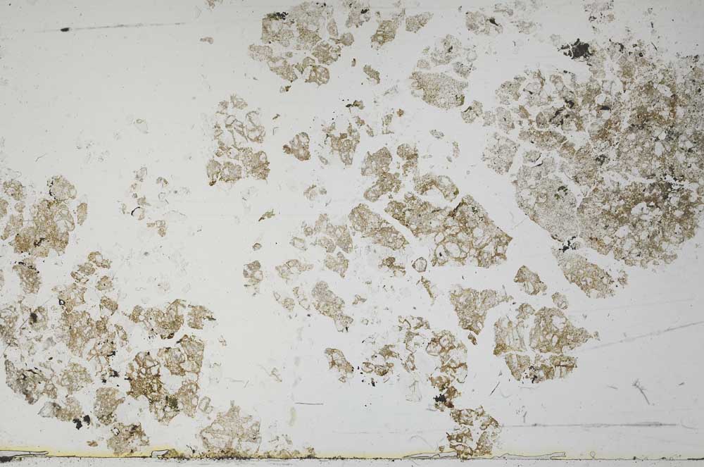 Plane Polarized, S54981