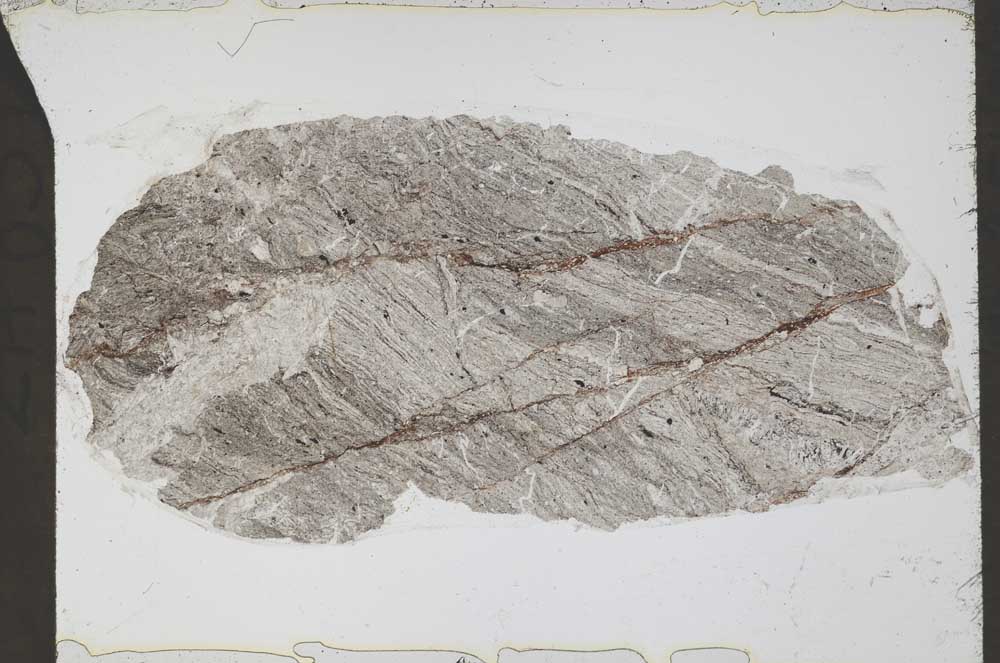 Plane Polarized, S55224
